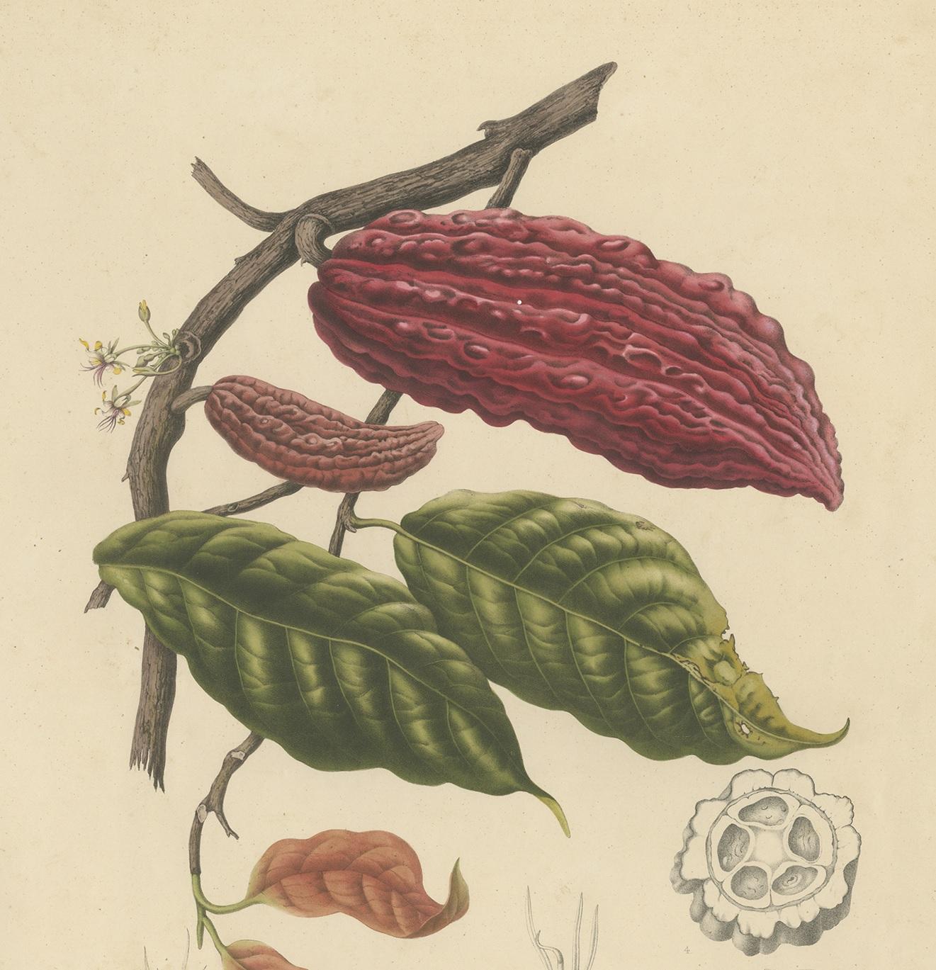 Antique Botany Print of a Cacao Tree by Van Nooten 'circa 1875' In Good Condition For Sale In Langweer, NL