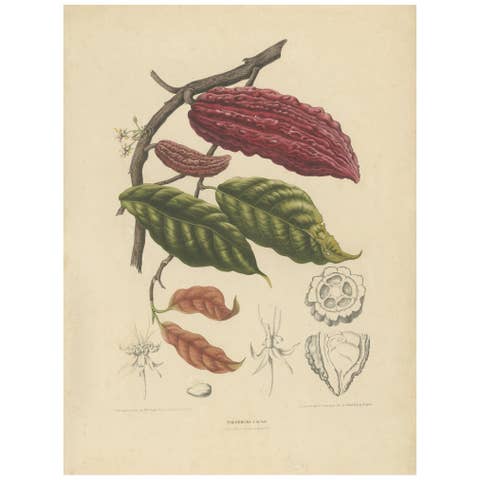 Theobroma Cacao – Cocoa Tree Botanical Lithograph c.1863