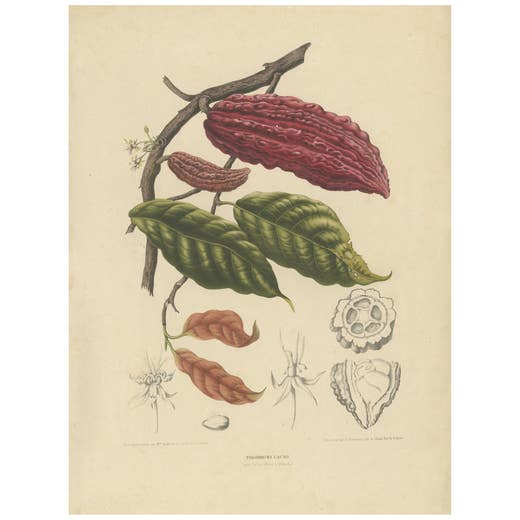 Theobroma Cacao – Cocoa Tree Botanical Lithograph c.1863