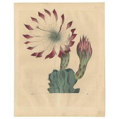 Antique Botany Print of a Cactus by C. Hoffmann, 1847