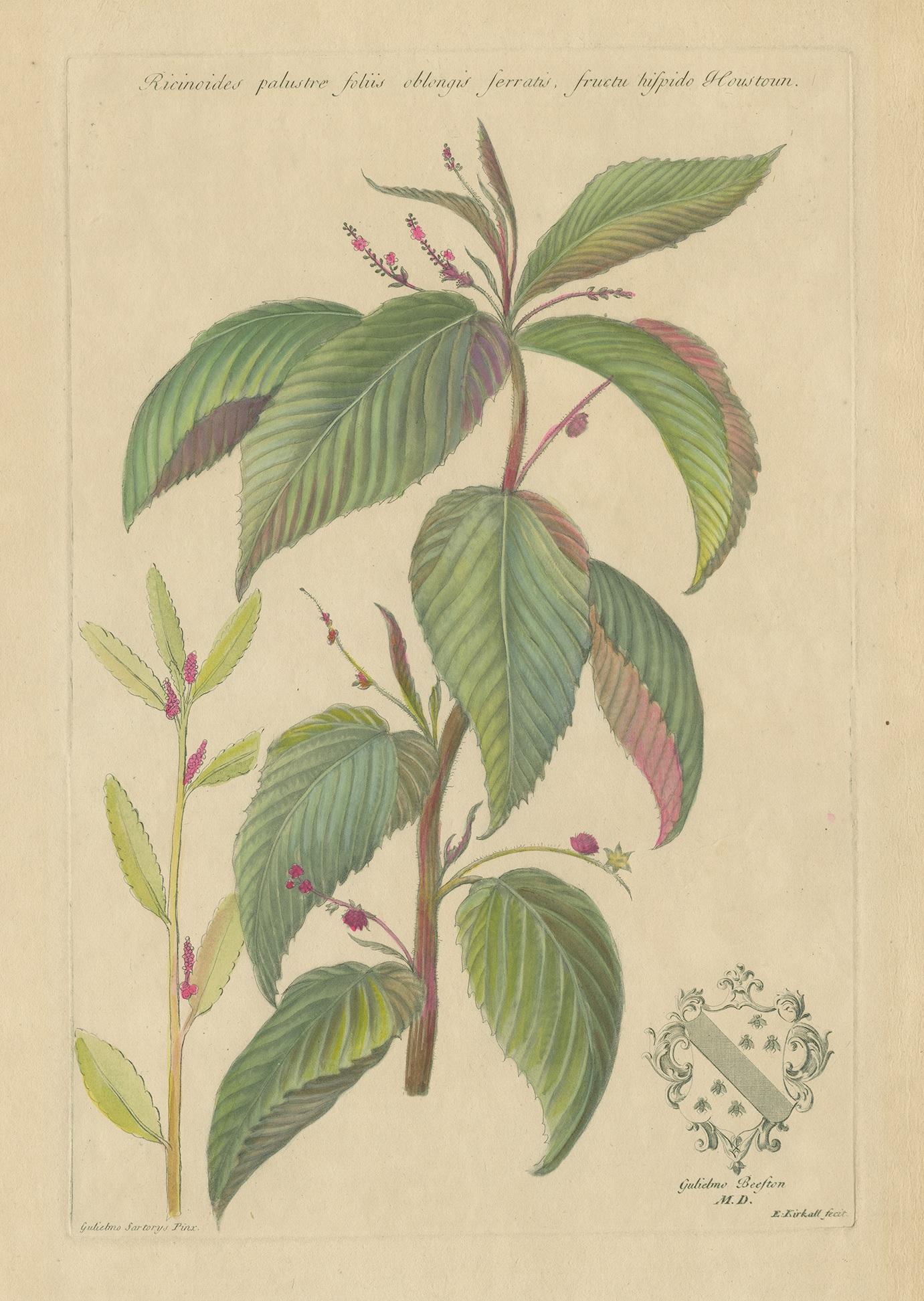 Antique botany print titled 'Ricinoides palustre foliis (..)'. Original antique print of a Caperonia species. This print originates from 'Historia plantarum rariorum' by John Martyn.