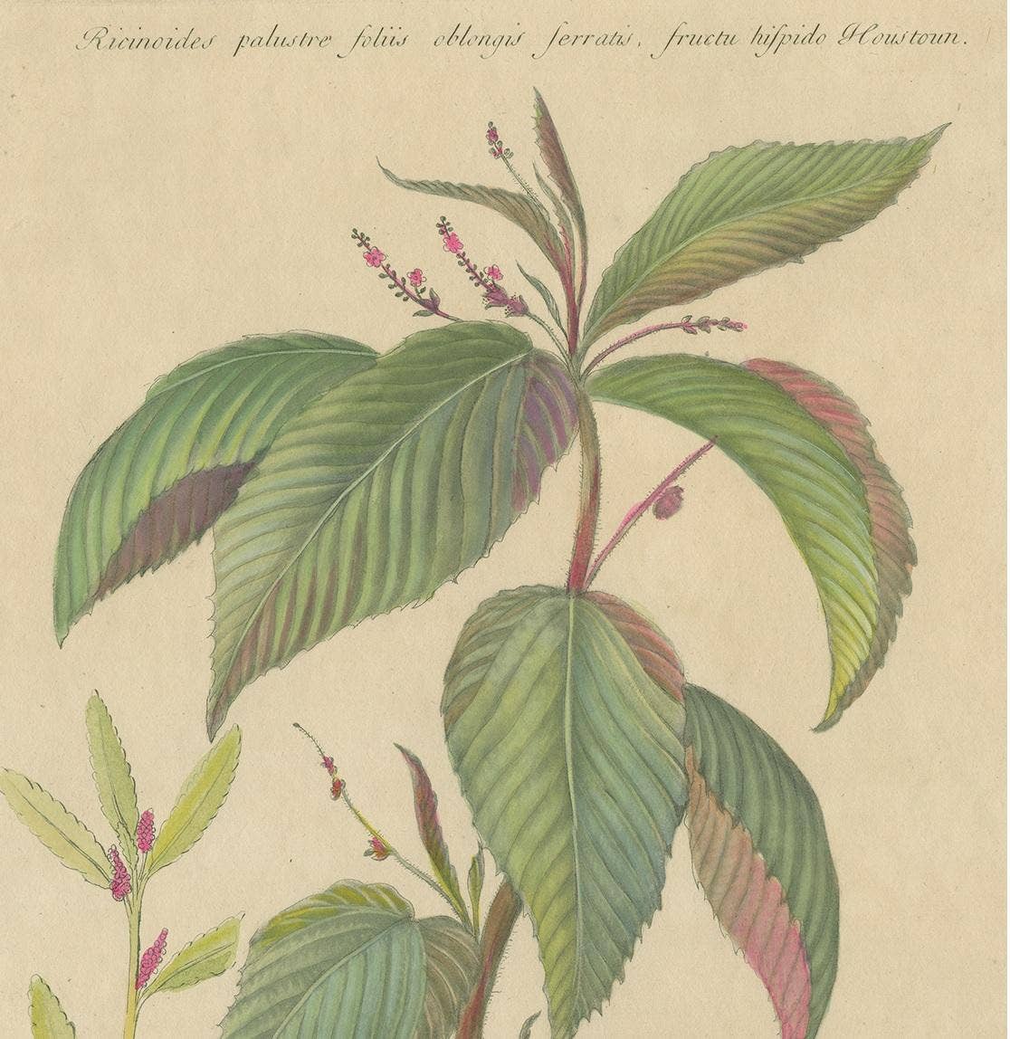 Antique Botany Print of a Caperonia Species, 'circa 1730'