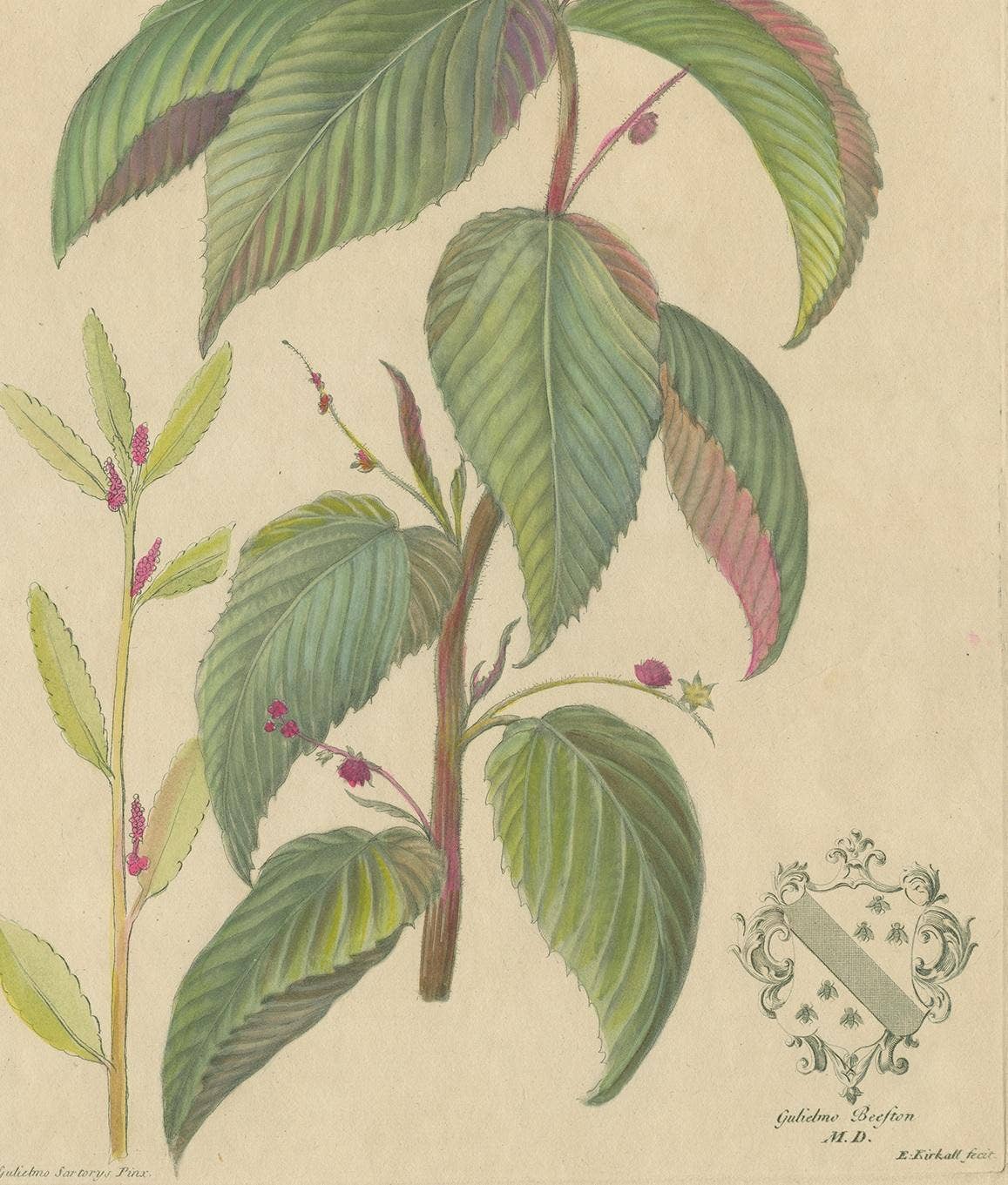 Antique Botany Print of a Caperonia Species, 'circa 1730'