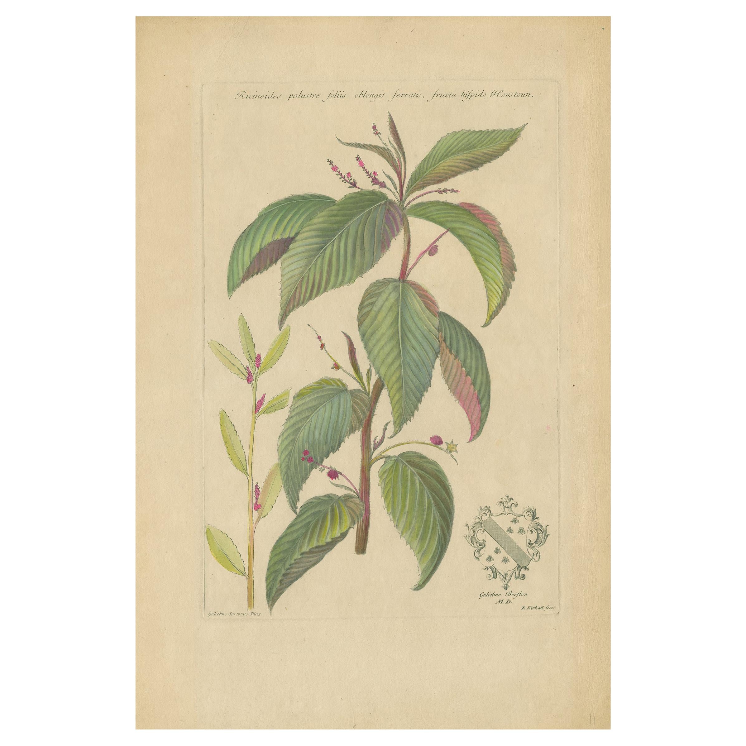 Antique Botany Print of a Caperonia Species, 'circa 1730' For Sale