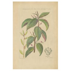 Antique Botany Print of a Caperonia Species, 'circa 1730'