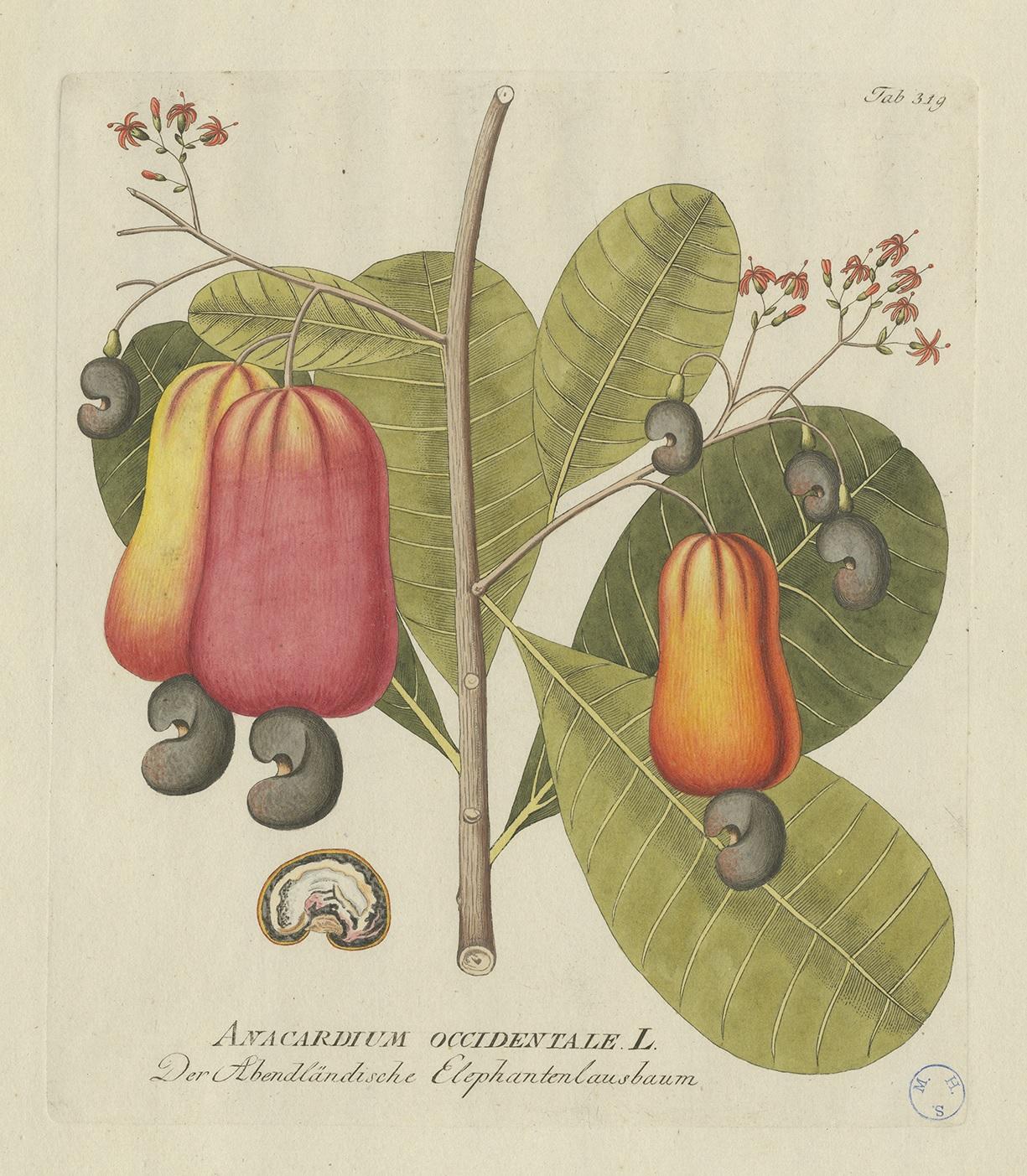 Antique botany print titled 'Anacardium Occidentale'. Hand colored engraving of a cashew tree. This print originates from 'Icones Plantarum Medicinalium (..)' by Joseph Jacob Plenck. Published between 1788 and 1803.