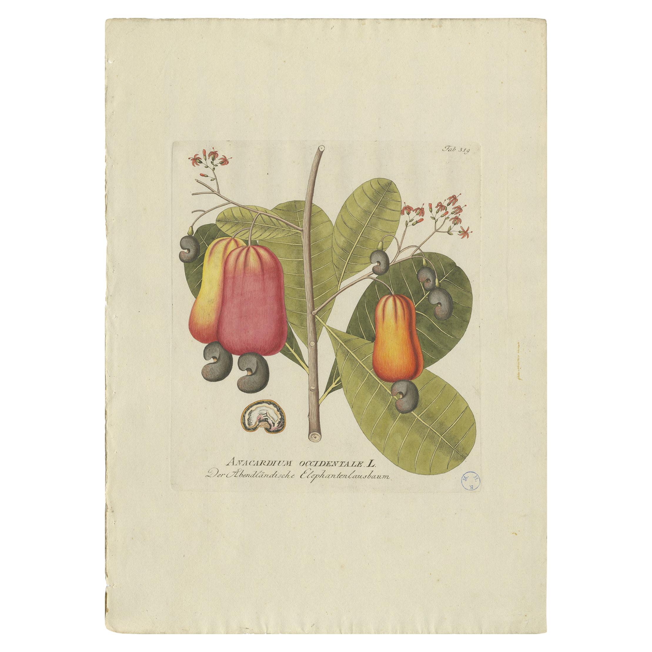 Antique Botany Print of a Cashew Tree by Plenck, 'circa 1790'