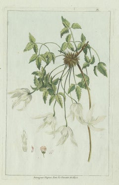 Gravure botanique ancienne d'une espèce de clématite par Buchoz, vers 1785