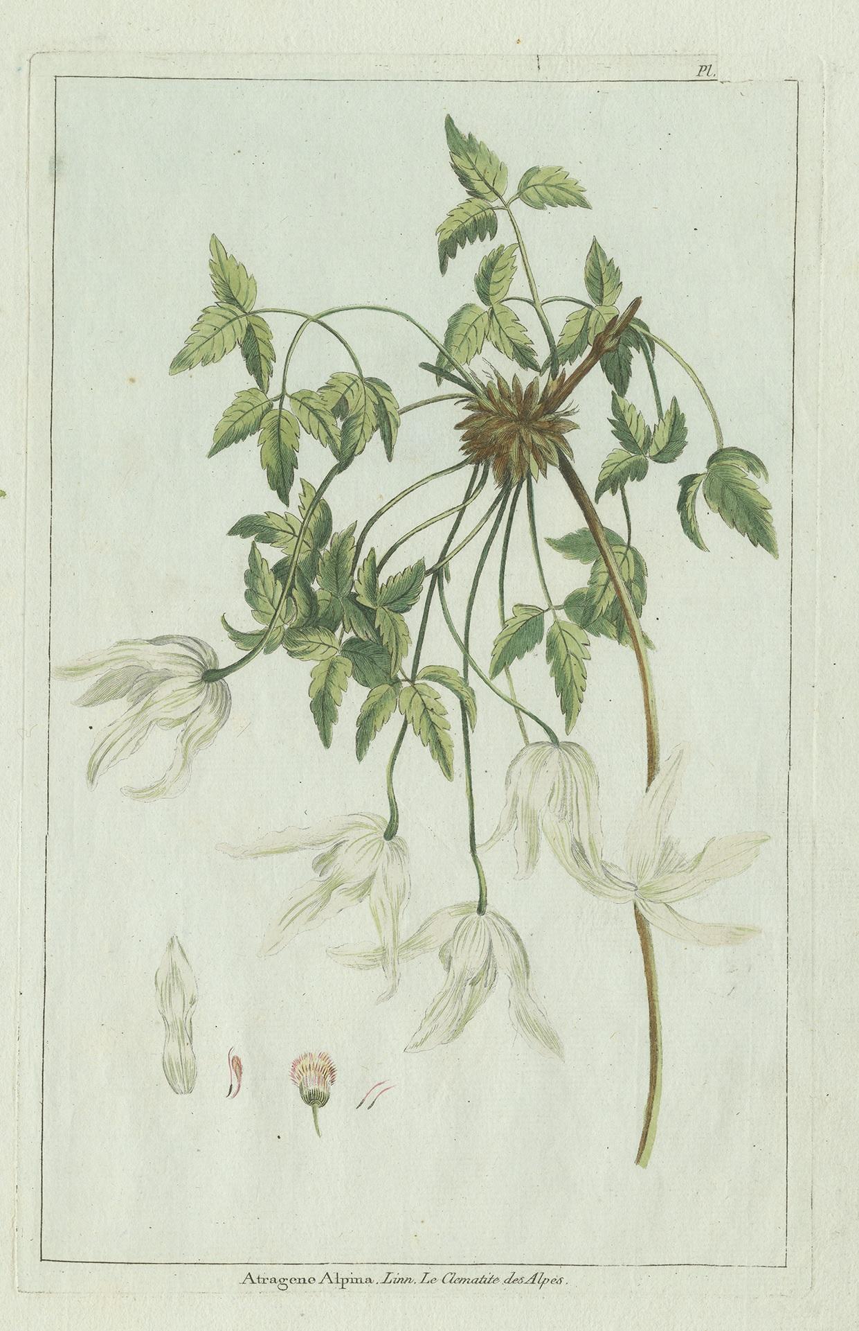 Antique Botany Print of a Clematis Species by Buchoz, circa 1785 In Good Condition For Sale In Langweer, NL
