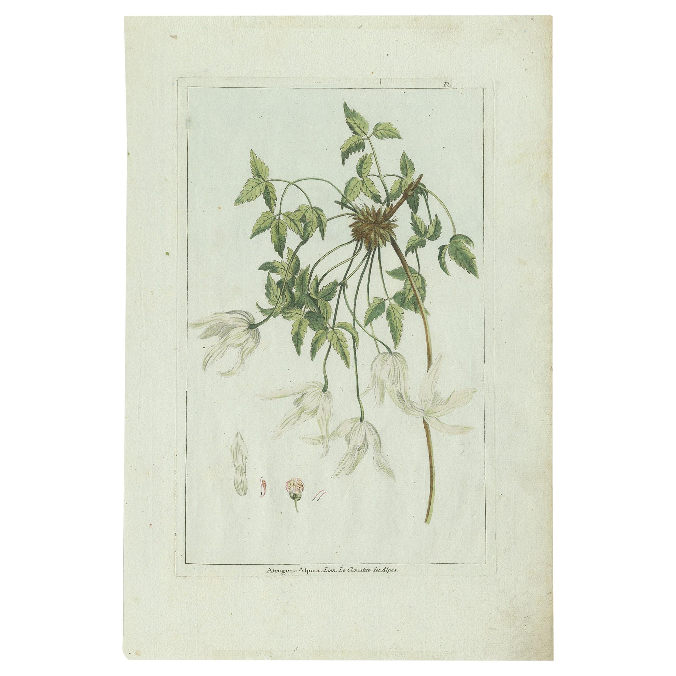 Antique Botany Print of a Clematis Species by Buchoz, circa 1785 For Sale