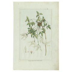 Used Botany Print of a Clematis Species by Buchoz, circa 1785
