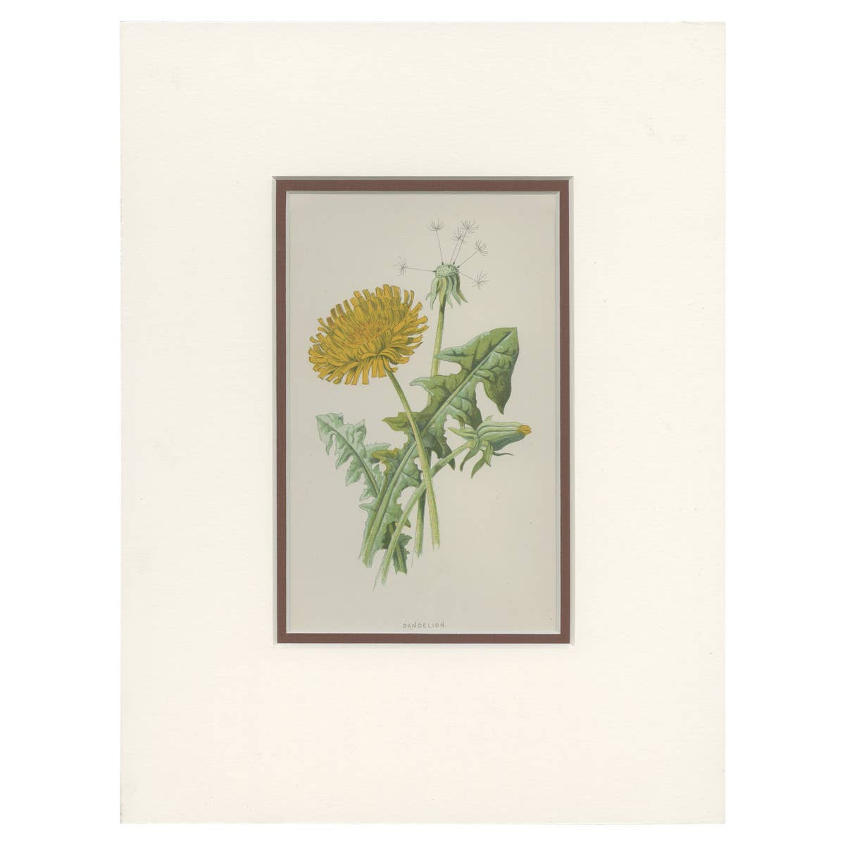 Antique Botany Print of a Dandelion by Hulme 'c.1895'