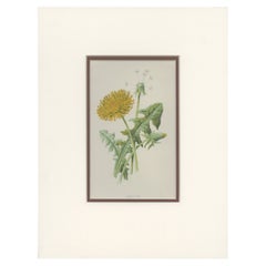 Antique Botany Print of a Dandelion by Hulme 'c.1895'
