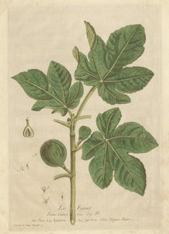 Antique Botany Print of a Fig Tree by Regnault, 1774