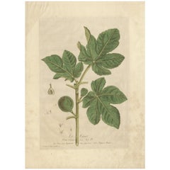 Antique Botany Print of a Fig Tree by Regnault, 1774