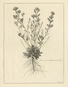 Antique Botany Print of a Limonium Flowering Plant, circa 1680