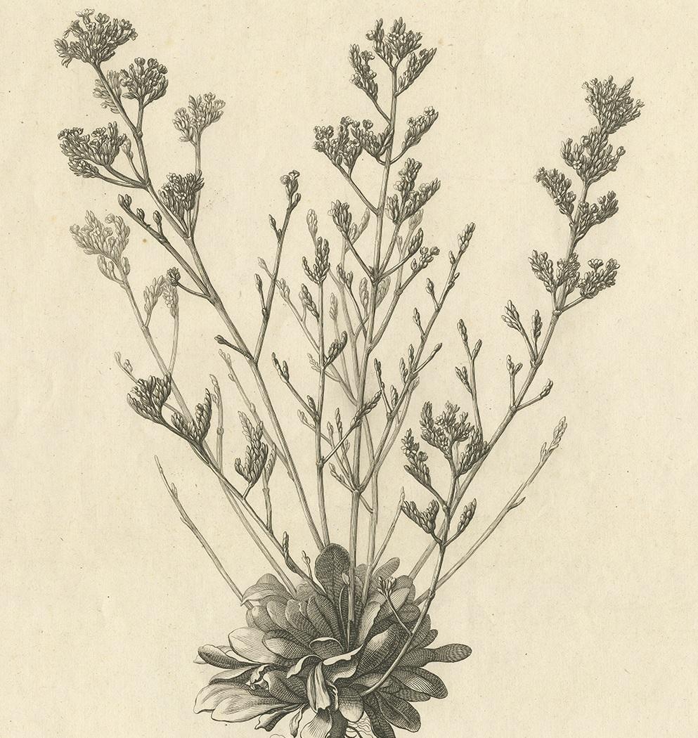 Antique Botany Print of a Limonium Flowering Plant, circa 1680 In Good Condition For Sale In Langweer, NL