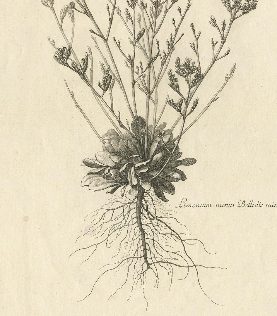 17th Century Antique Botany Print of a Limonium Flowering Plant, circa 1680 For Sale