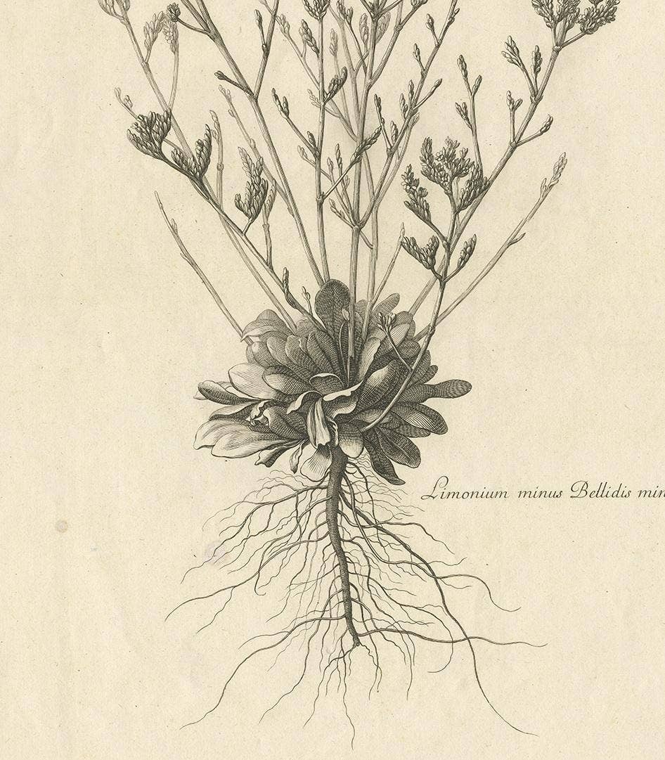 Antique Botany Print of a Limonium Flowering Plant, circa 1680