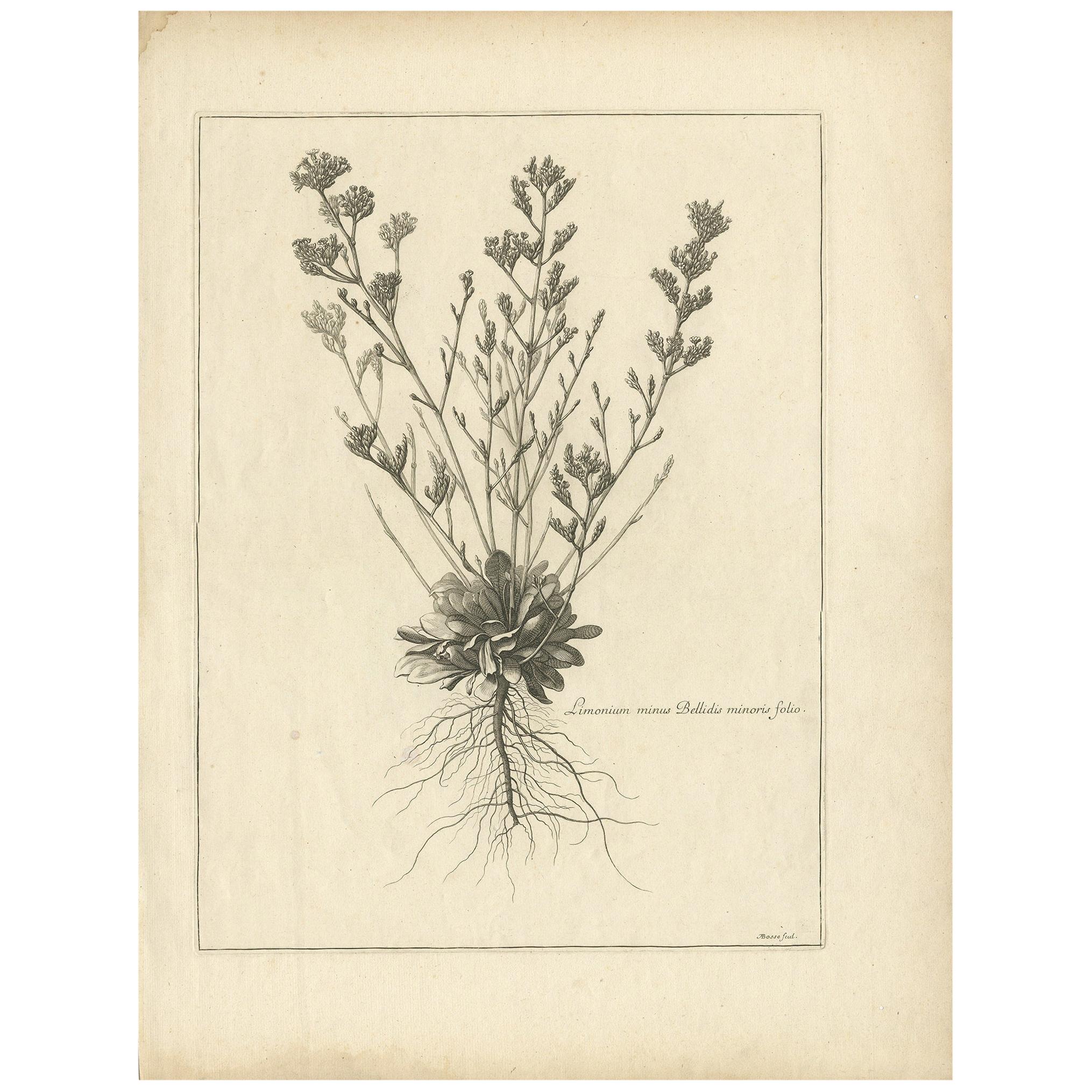 Antique Botany Print of a Limonium Flowering Plant, circa 1680 For Sale