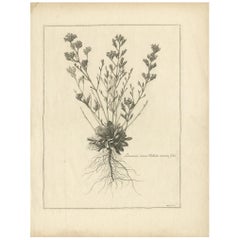 Antiker Botanikdruck einer Blumenpflanzgefäße aus Limonium, um 1680