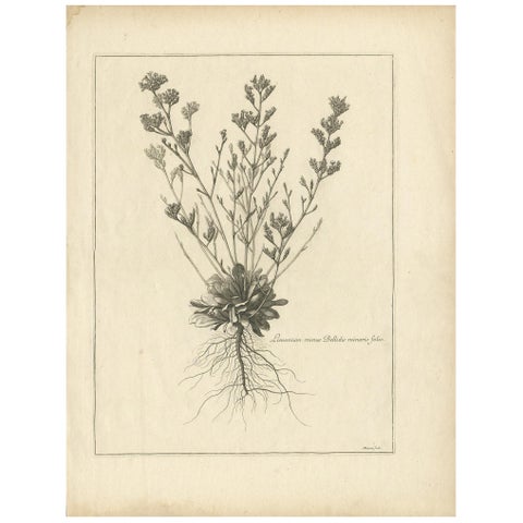 Antique Botany Print of a Limonium Flowering Plant, circa 1680