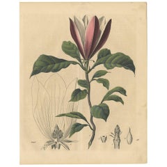 Antique Botany Print of a Magnolia Tree by C. Hoffmann, 1847