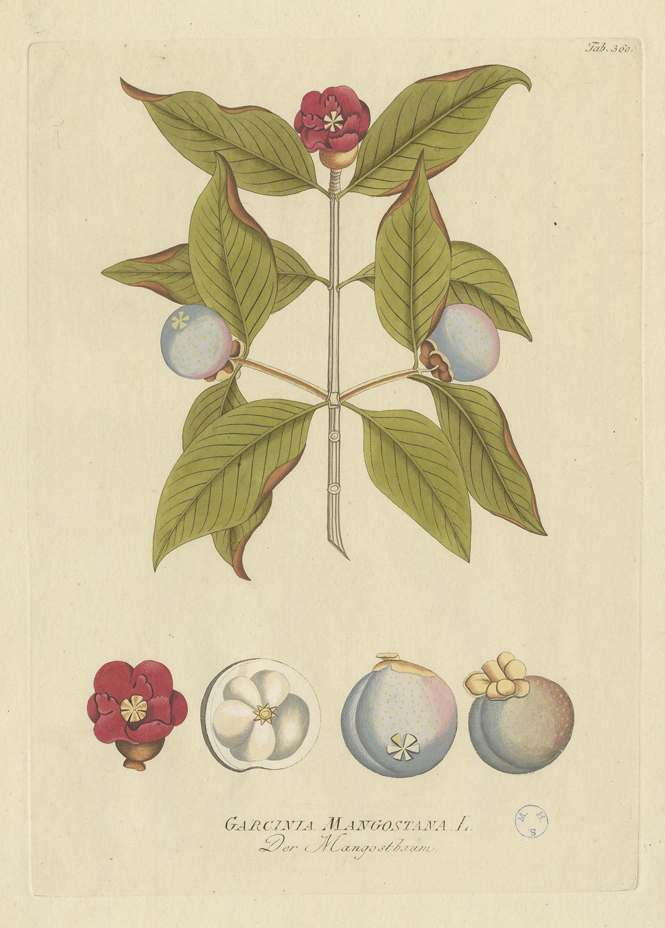 Antique botany print titled 'Garcinia Mangostana'. Hand colored engraving of a mangosteen tree. This print originates from 'Icones Plantarum Medicinalium (..)' by Joseph Jacob Plenck. Published between 1788 and 1803.