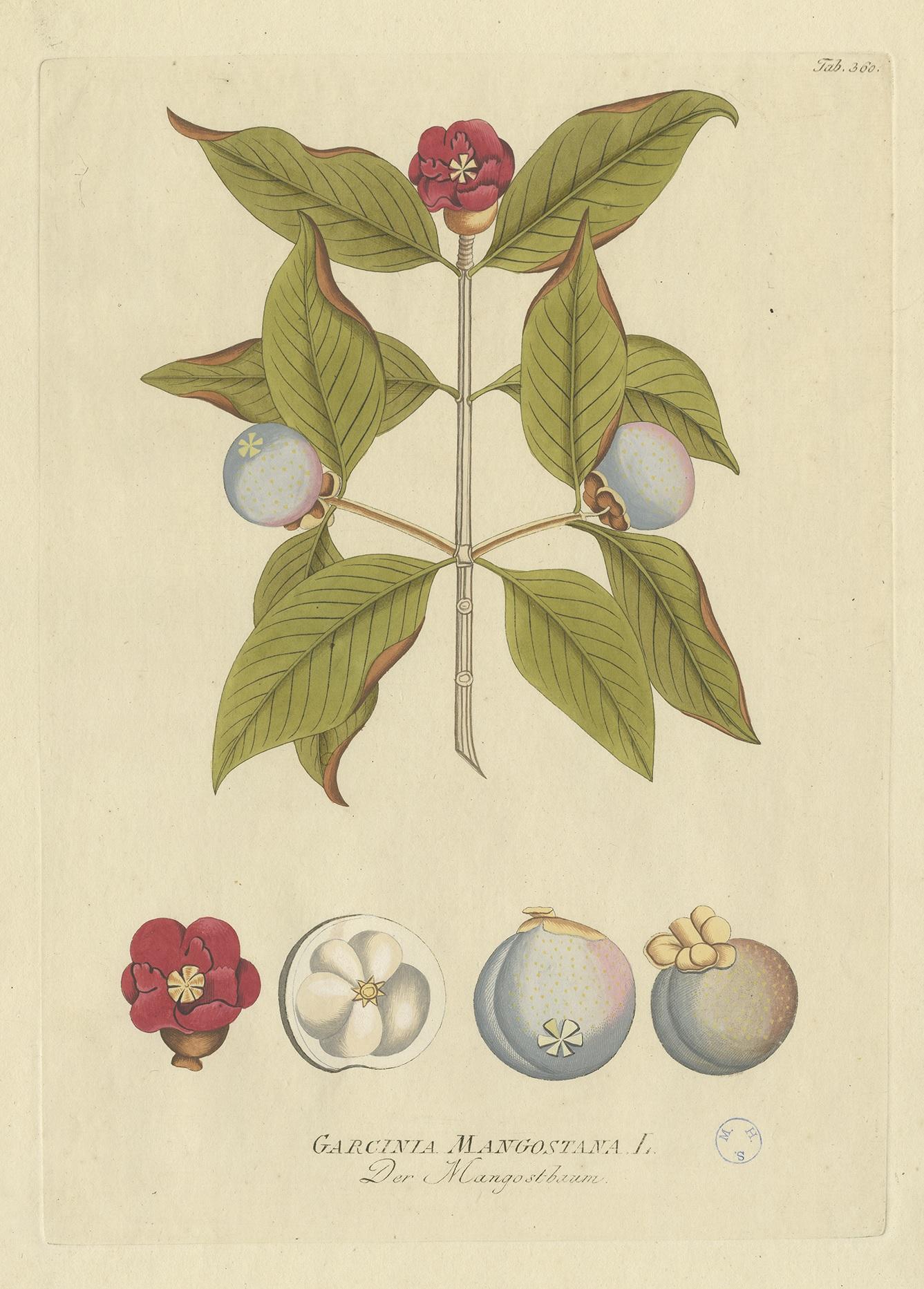 mangosteen tree for sale