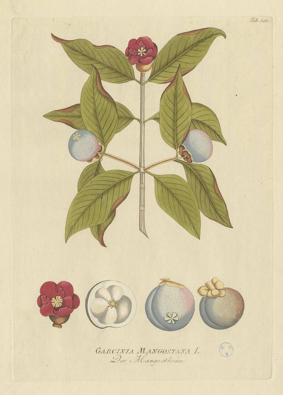 Antique Botany Print of a Mangosteen Tree by Plenck, 'circa 1790'