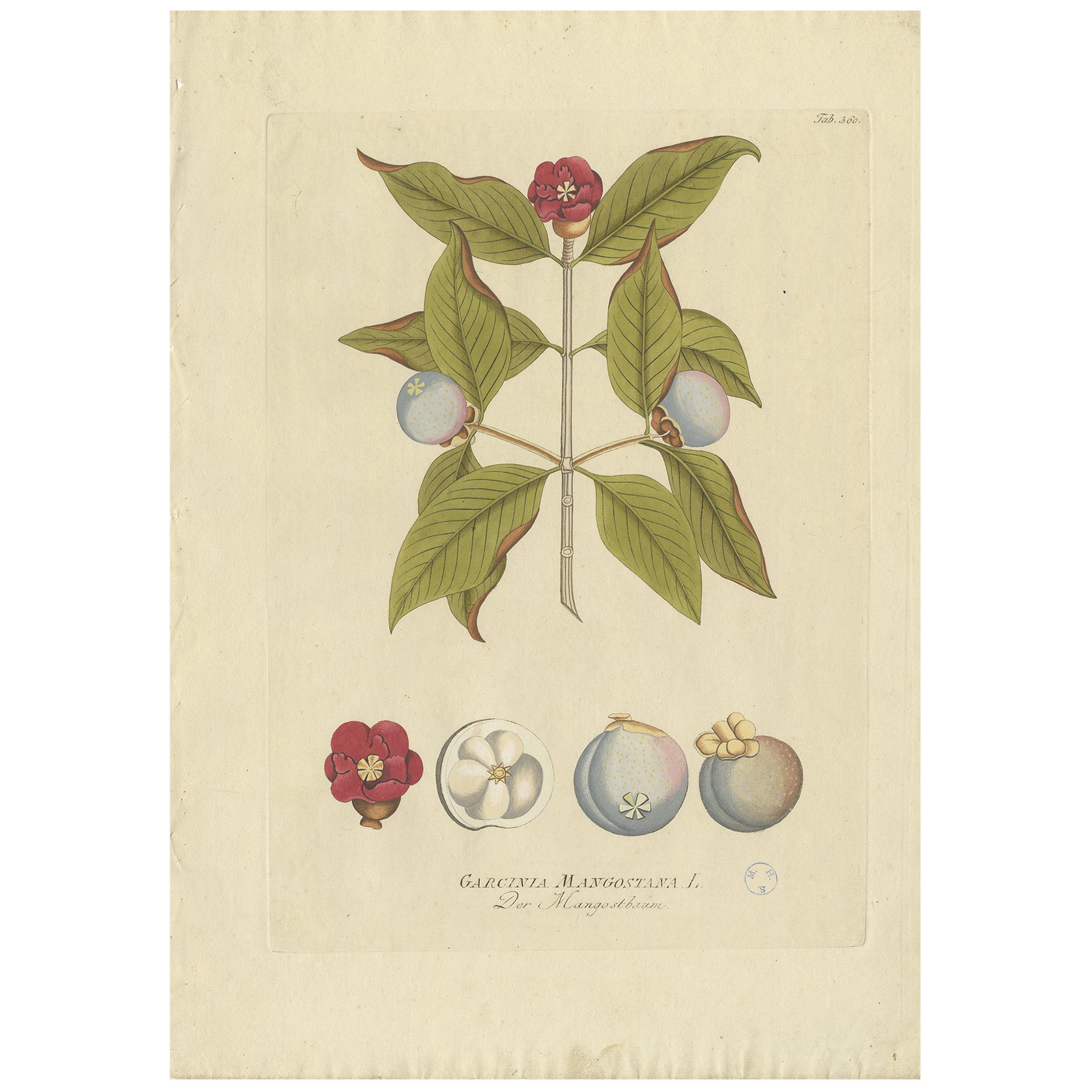 Antique Botany Print of a Mangosteen Tree by Plenck, 'circa 1790' For Sale