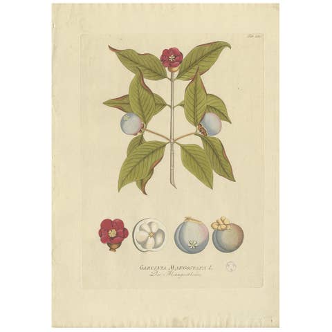 Antique Botany Print of a Mangosteen Tree by Plenck, 'circa 1790'