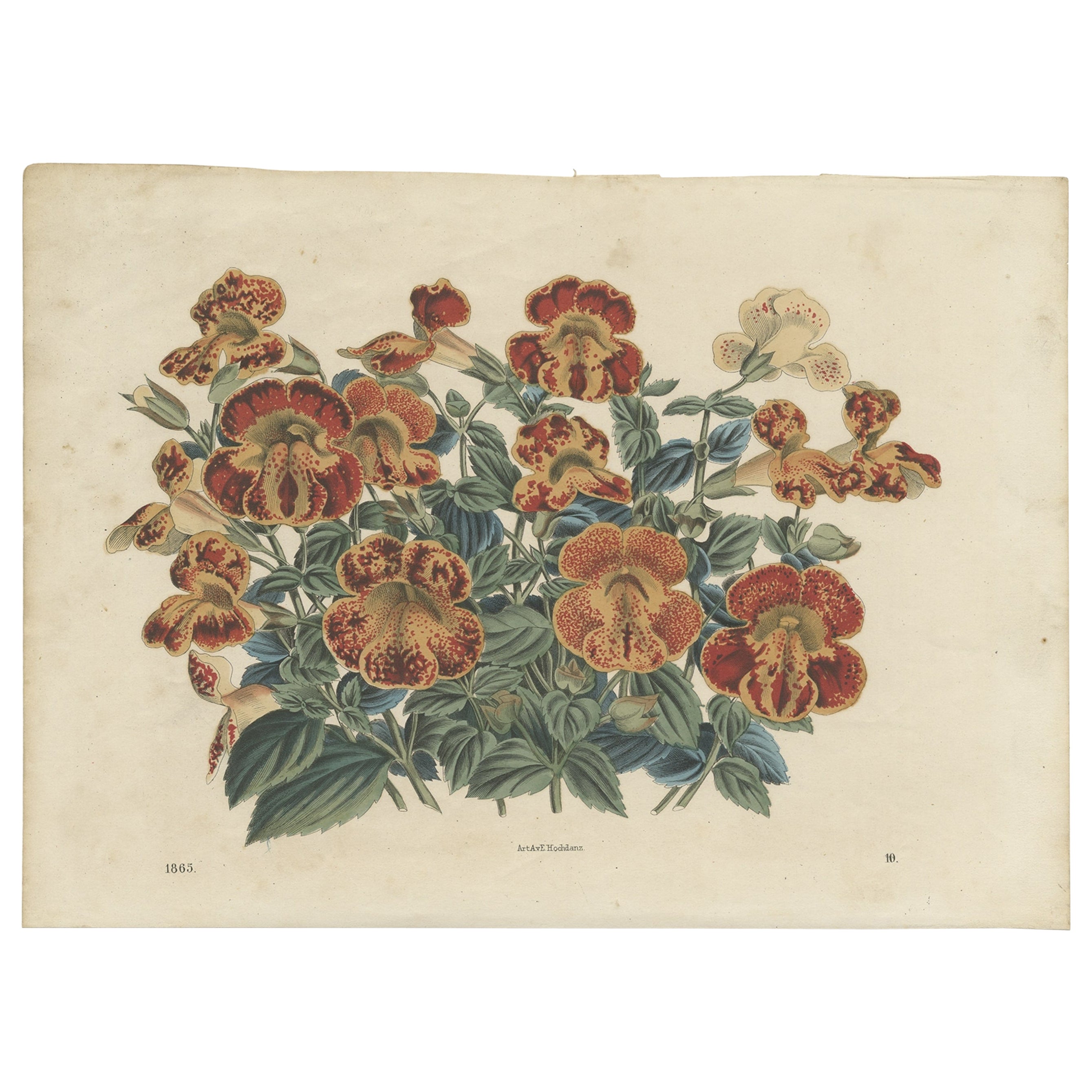 Antiker antiker Botanikdruck einer Mimulus-Pflanze, 1865