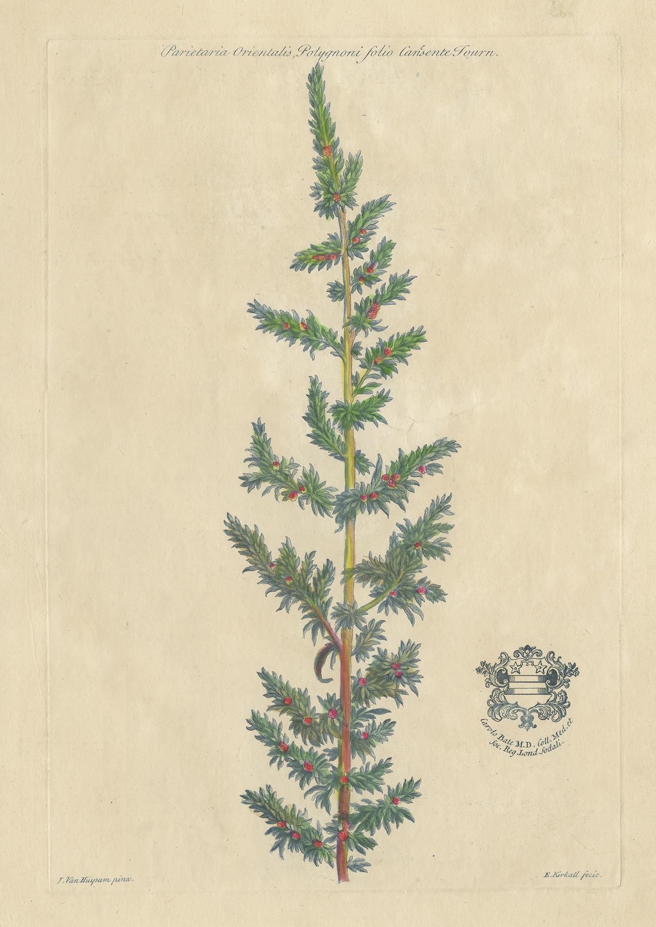 Gravure botanique ancienne intitulée 'Parietaria Orientalis Polygoni (..)'. Gravure ancienne originale d'une espèce de Parietaria. Cette estampe est tirée de 