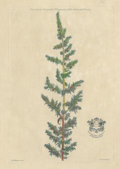 Gravure botanique ancienne d'une espèce de Parietaria par Martyn 'circa 1730'.