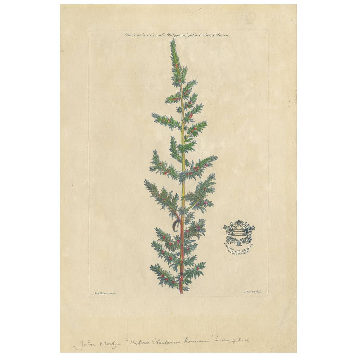 Antique Botany Print of a Parietaria Species by Martyn 'circa 1730'