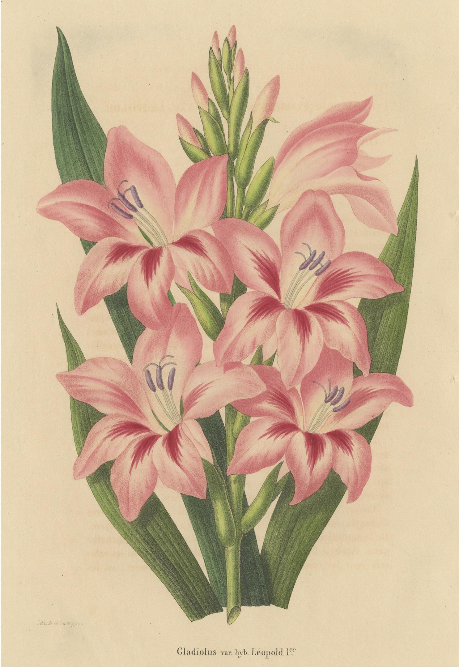 Antique print titled 'Gladiolus var. hyb. Lèopold'. Lithograph of a pink gladiolus species. This print originates from volume 4 of 'Annales de la Société Royale d'Agriculture et de Botanique (..)' published in 1848.