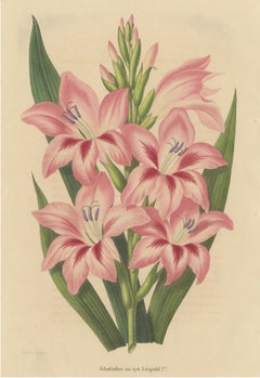 Antiker Botanikdruck einer rosa Gladiolenart '1848