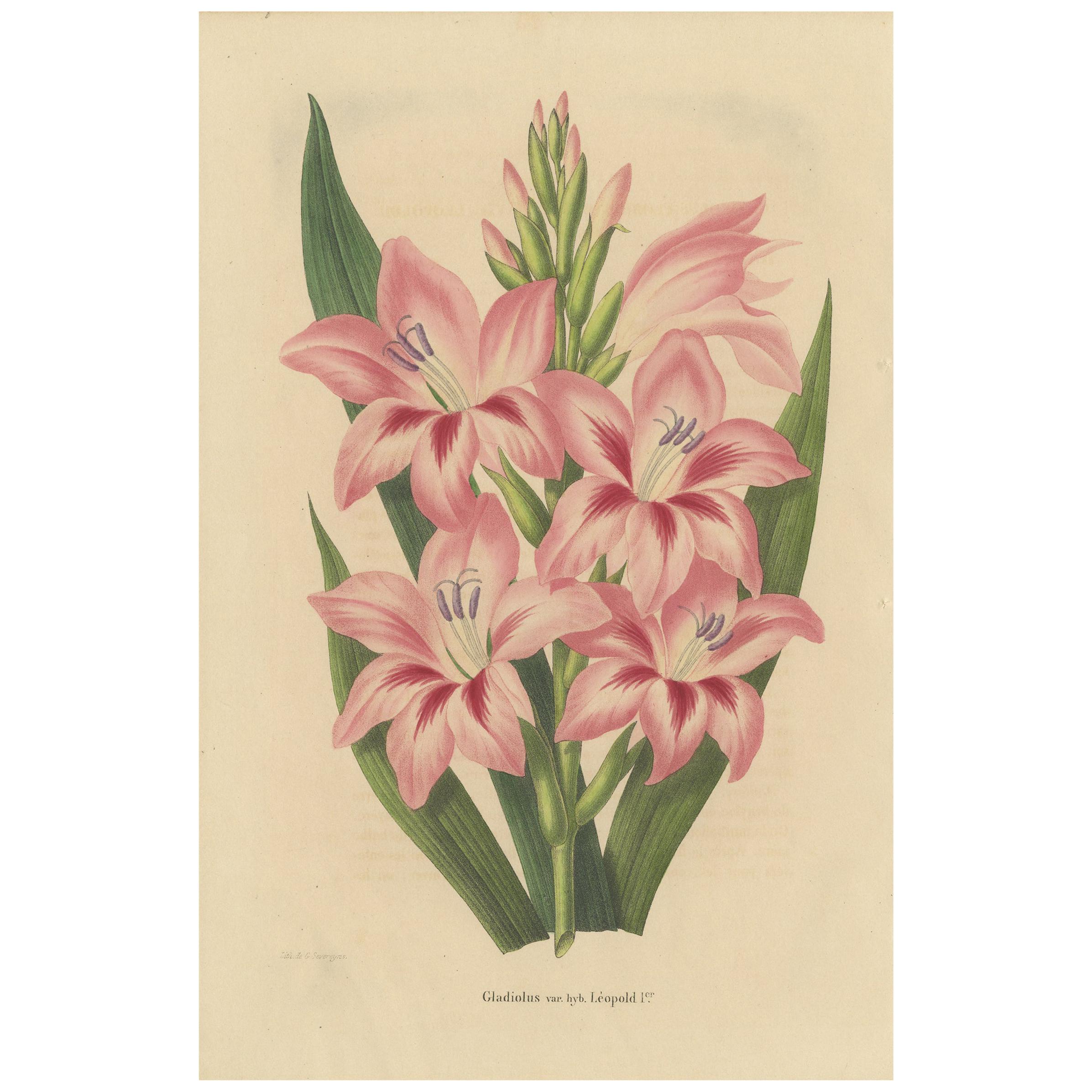 Antique Botany Print of a Pink Gladiolus Species '1848' For Sale