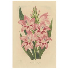 Impression botanique ancienne d'un glaïeul rose de l'espèce '1848'