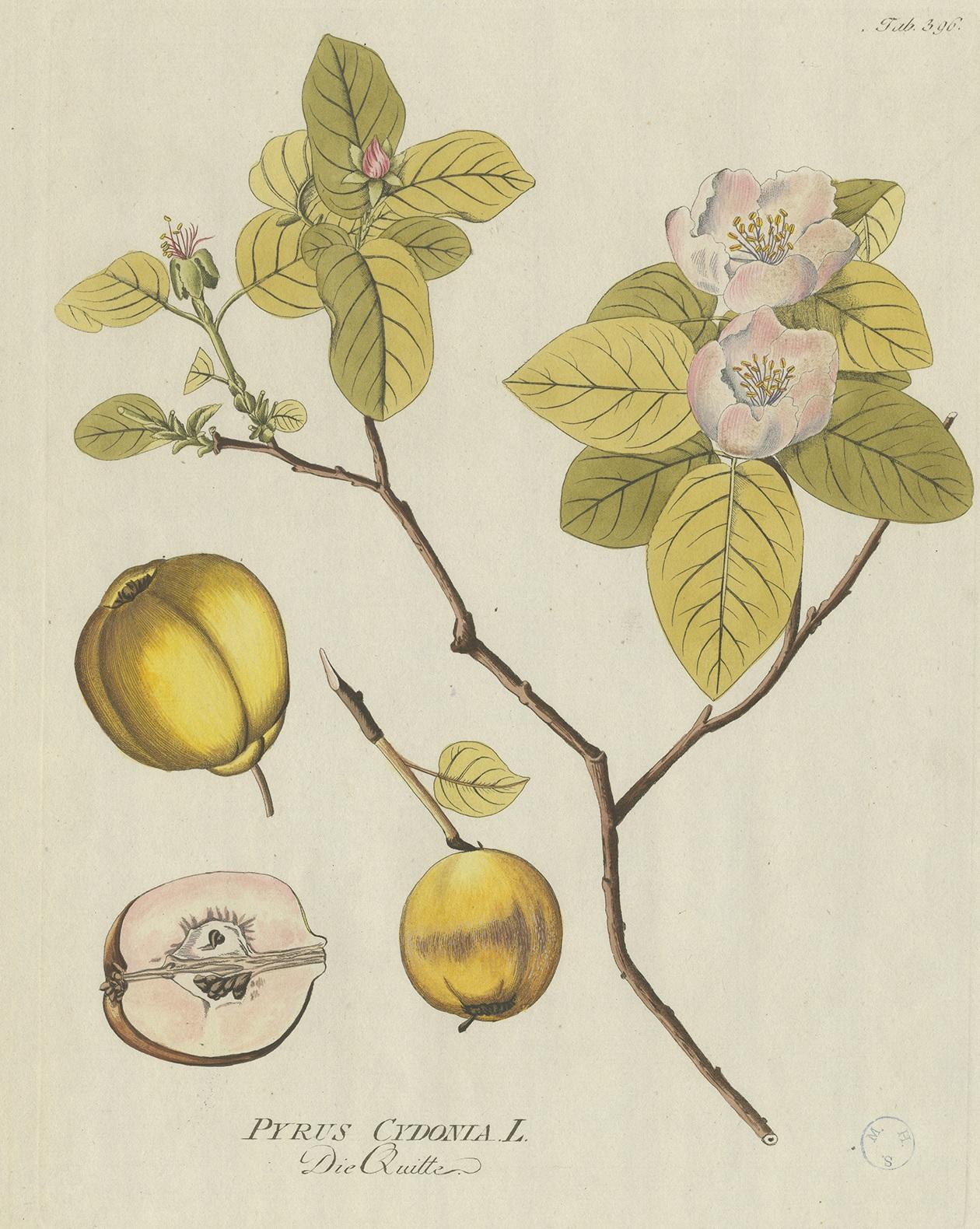 Antique botany print titled 'Pyrus Cydonia'. Hand colored engraving of a quince tree. This print originates from 'Icones Plantarum Medicinalium (..)' by Joseph Jacob Plenck. Published between 1788 and 1803.