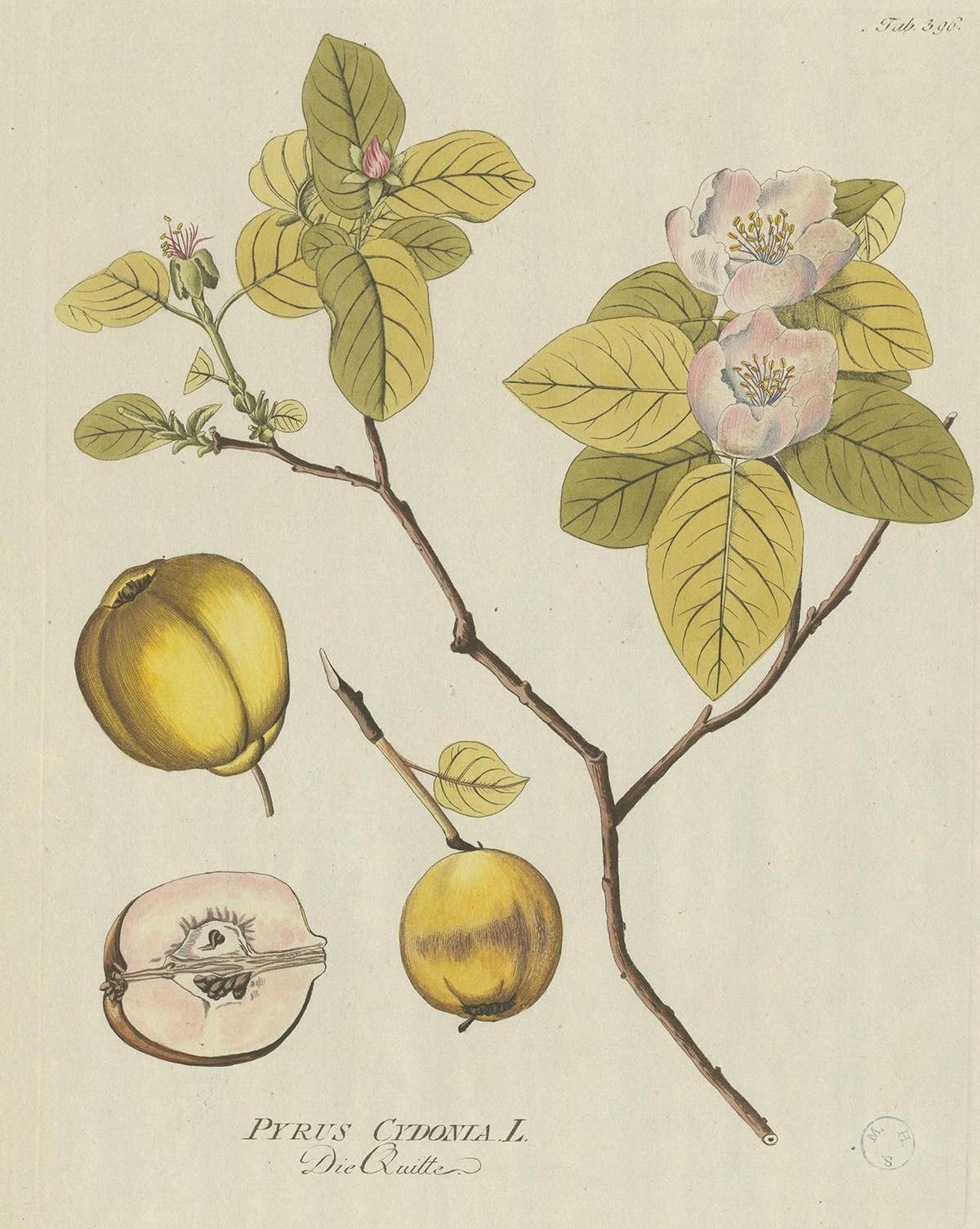 Antique Botany Print of a Quince Tree by Plenck, 'circa 1790'