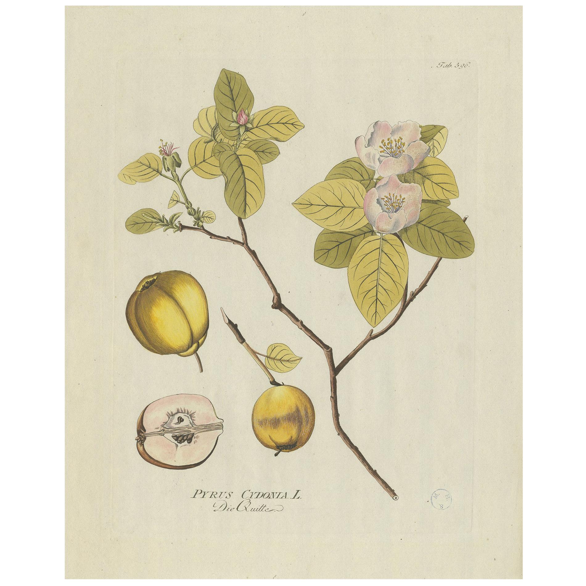 Stampa antica di un albero di mele cotogne di Plenck, 'circa 1790'.