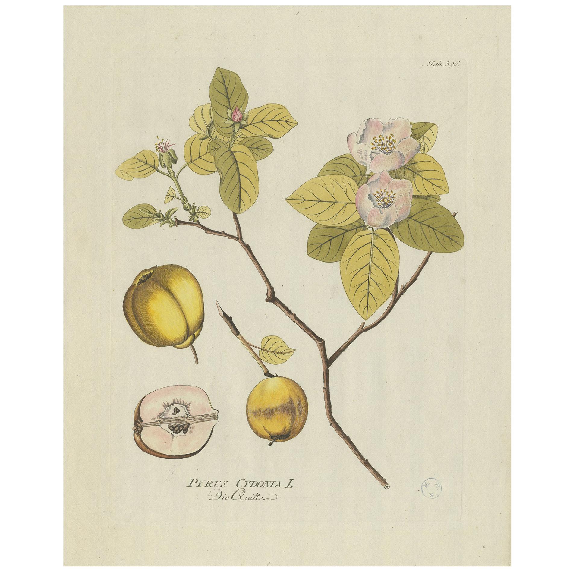 Antiker Botanik-Druck eines Quince-Baums von Plenck, um 1790