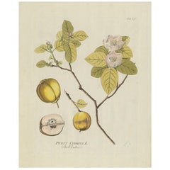 Antique Botany Print of a Quince Tree by Plenck, 'circa 1790'