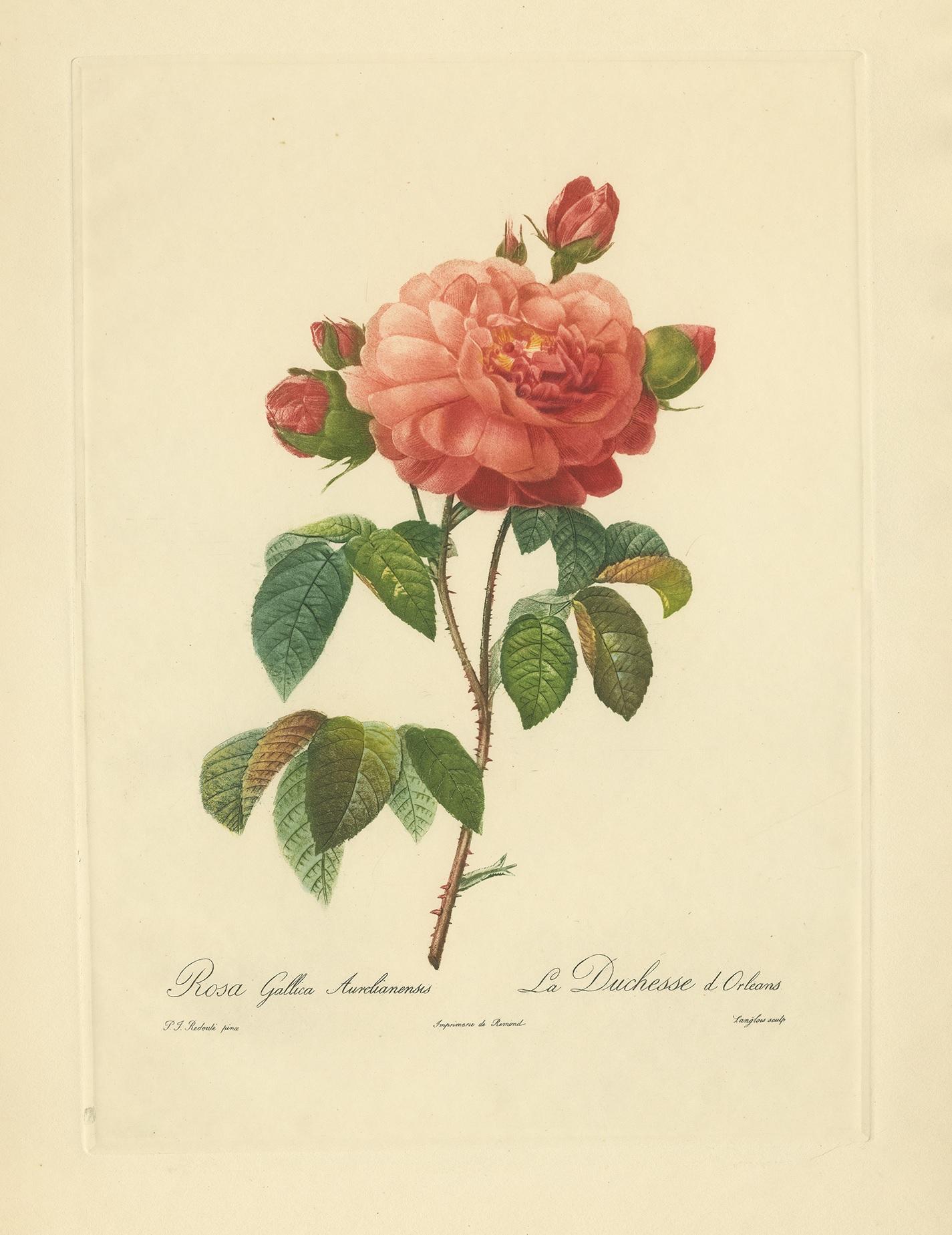 Beautiful botanical print made after P.J. Redouté, published by the Paris Etching Society. Pierre-Joseph Redoute is regarded as the greatest botanical artist. His portrayals of roses, flowers and fruit are rightly regarded as classics to this day