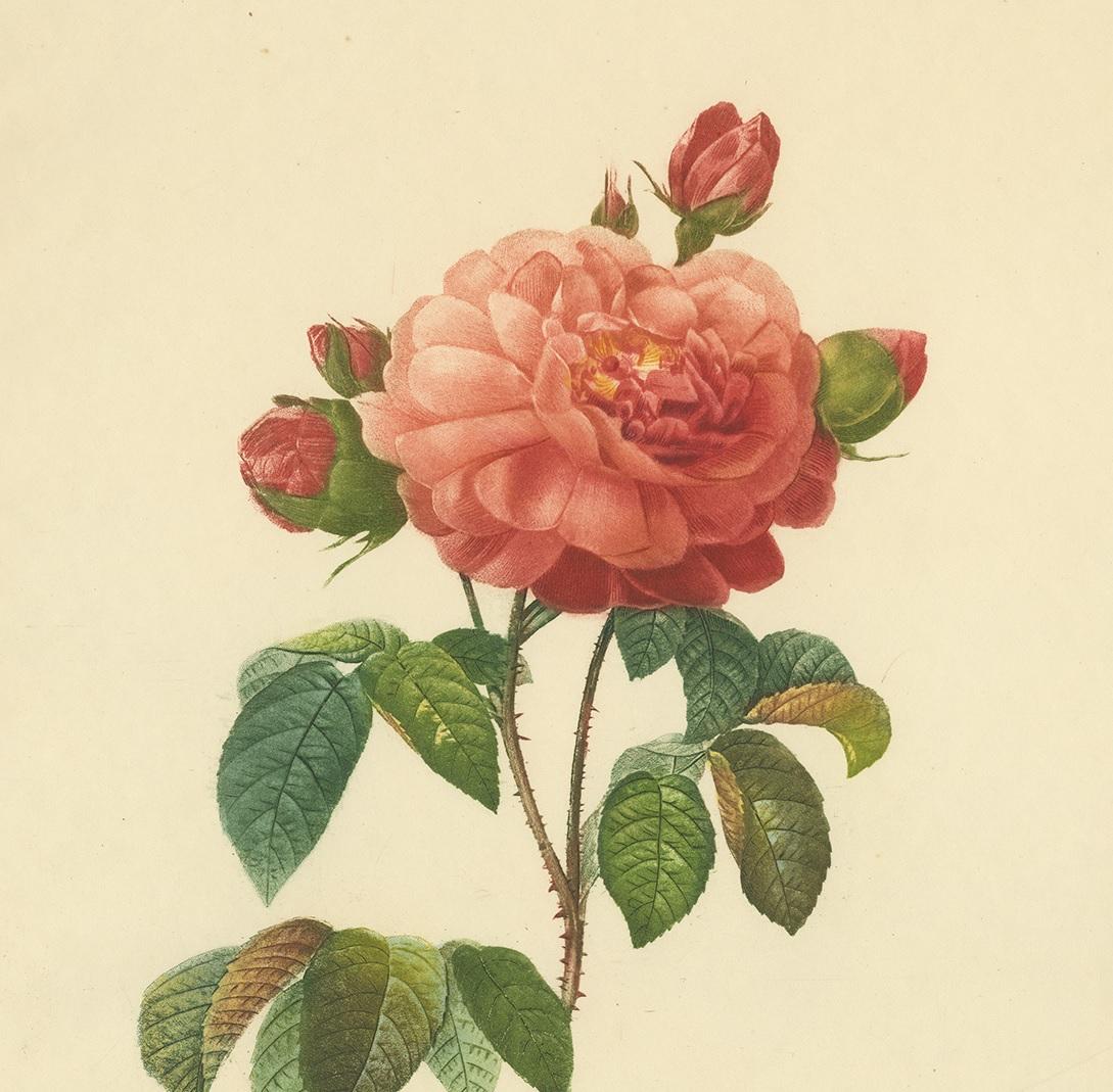 Antique Botany Print of a Rosa Gallica 'French rose' Made after P.J. Redouté In Good Condition In Langweer, NL