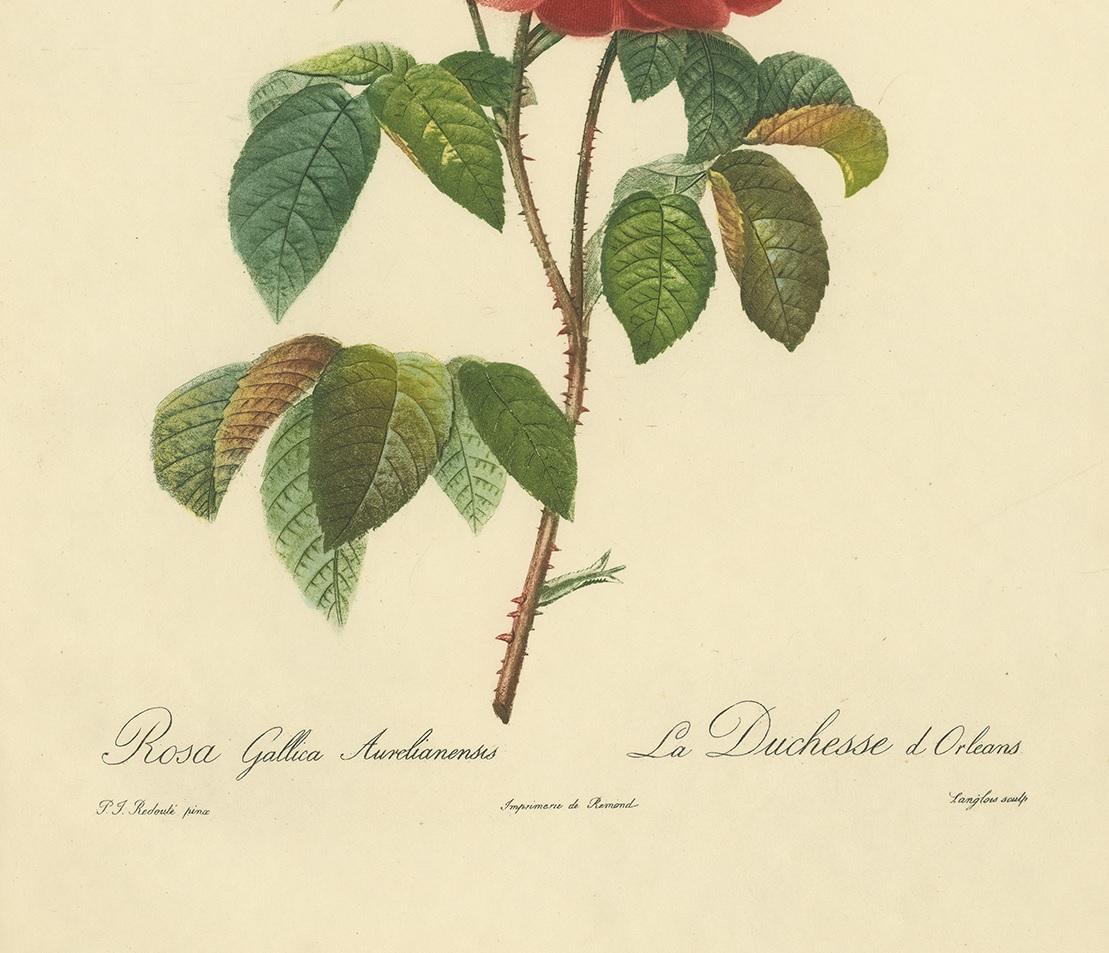 20th Century Antique Botany Print of a Rosa Gallica 'French rose' Made after P.J. Redouté