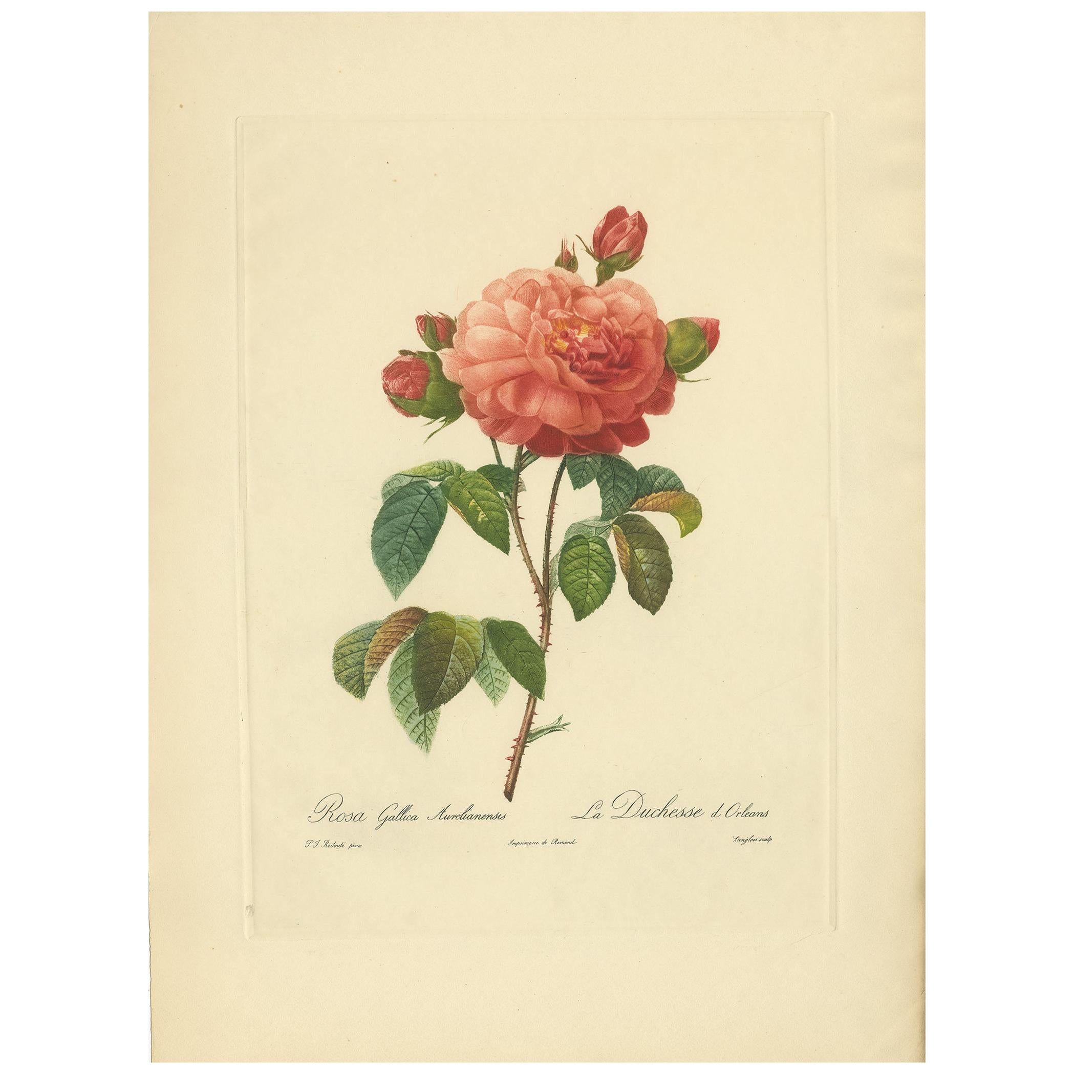 Antique Botany Print of a Rosa Gallica 'French rose' Made after P.J. Redouté