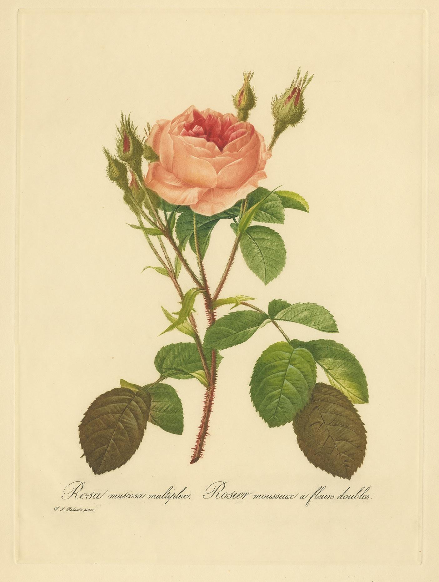 Beautiful botanical print made after P.J. Redouté, published by the Paris Etching Society. Pierre-Joseph Redoute is regarded as the greatest botanical artist. His portrayals of roses, flowers and fruit are rightly regarded as classics to this day